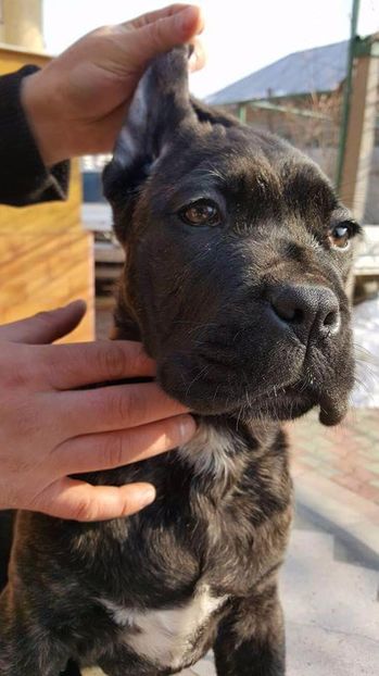 received_1245593582190623 - Cane Corso Italiano METAL POWER KENNEL