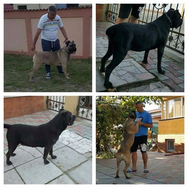 received_1245593602190621 - Cane Corso Italiano METAL POWER KENNEL