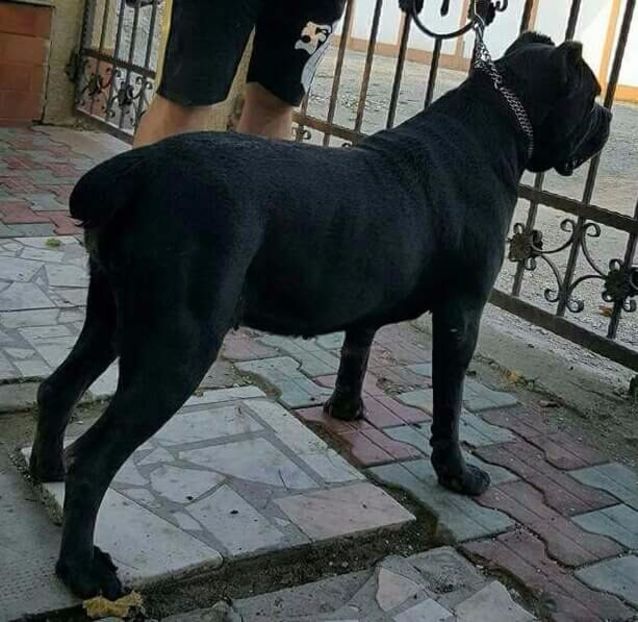 received_1245593612190620 - Cane Corso Italiano METAL POWER KENNEL