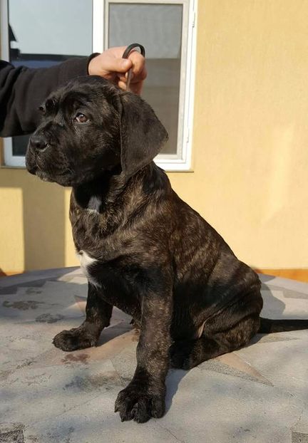 received_1245593618857286 - Cane Corso Italiano METAL POWER KENNEL