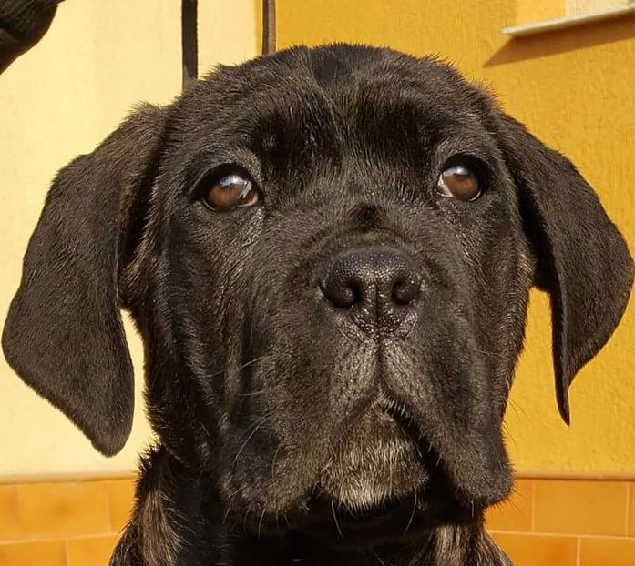 received_1245594765523838 - Cane Corso Italiano METAL POWER KENNEL