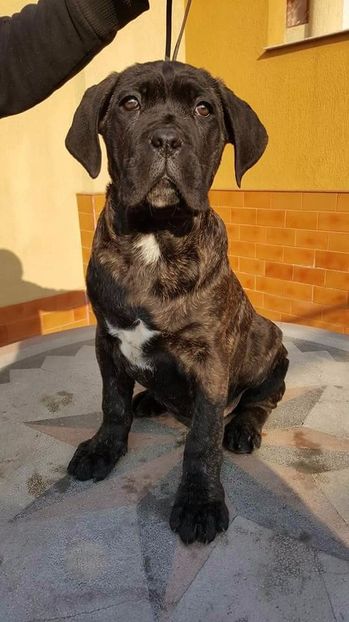 received_1245594775523837 - Cane Corso Italiano METAL POWER KENNEL