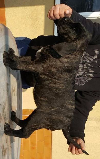 received_1245594792190502 - Cane Corso Italiano METAL POWER KENNEL