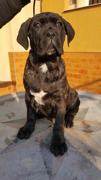 received_1245594848857163 - Cane Corso Italiano METAL POWER KENNEL