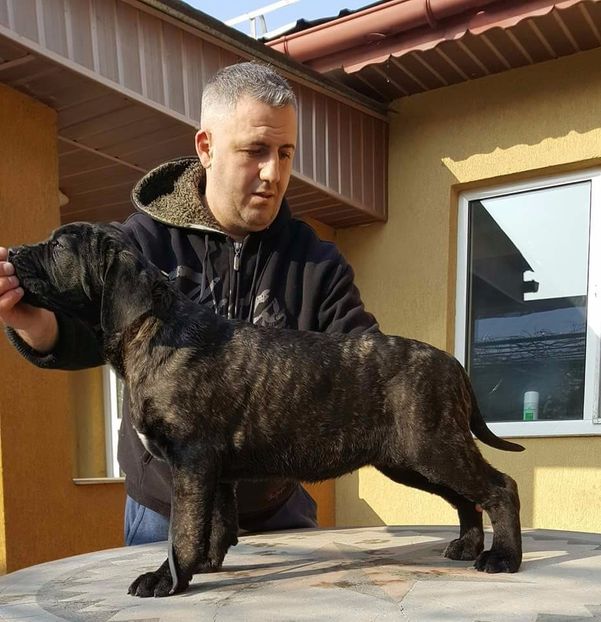 received_1245594872190494 - Cane Corso Italiano METAL POWER KENNEL