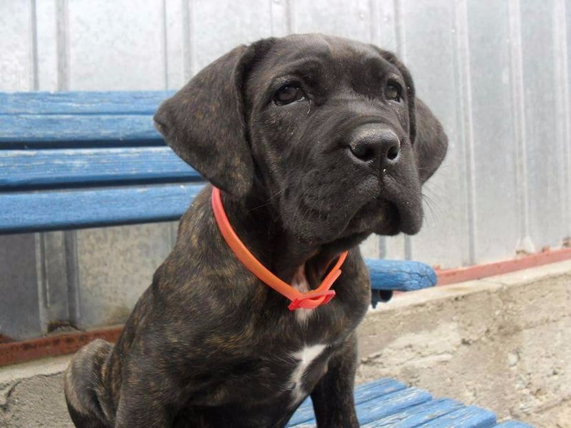 received_1845546202325110 - Cane Corso Italiano METAL POWER KENNEL