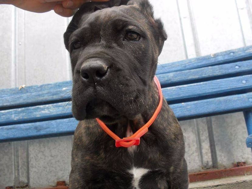 received_1845546205658443 - Cane Corso Italiano METAL POWER KENNEL