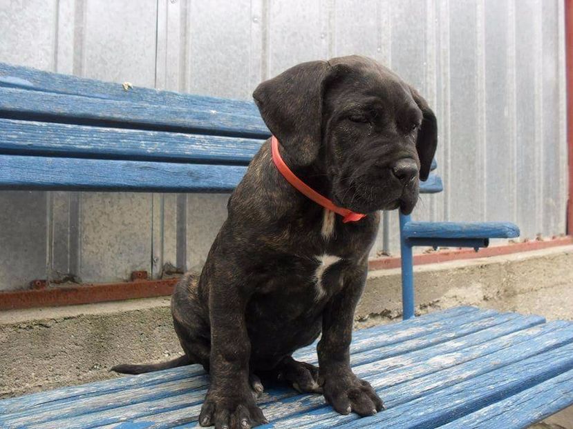 received_1845546208991776 - Cane Corso Italiano METAL POWER KENNEL