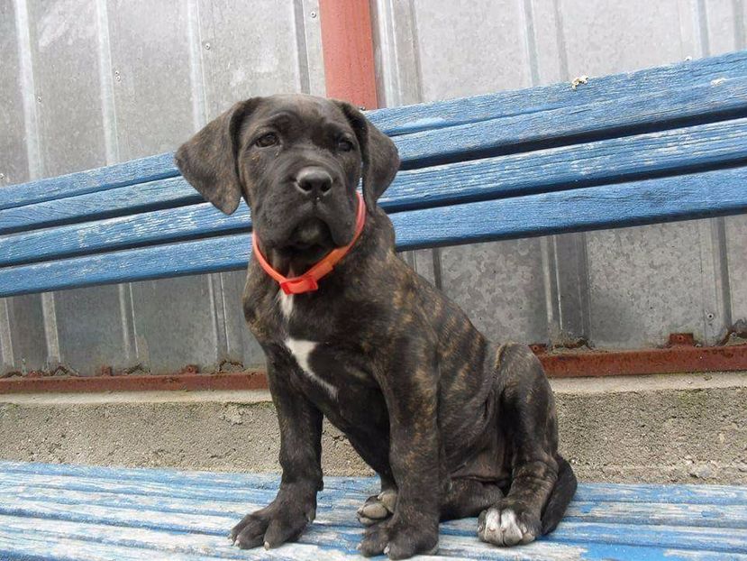 received_1845546212325109 - Cane Corso Italiano METAL POWER KENNEL