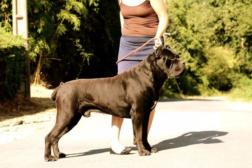 solopernumeriuno di casa cesaro - Cane Corso Italiano METAL POWER KENNEL