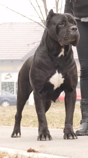 super femela din fatza - Cane Corso Italiano METAL POWER KENNEL