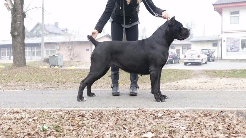 super femela - Cane Corso Italiano METAL POWER KENNEL