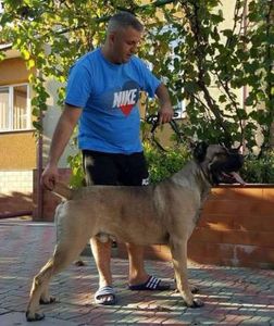TATA ASTORIA 3 - Cane Corso Italiano METAL POWER KENNEL
