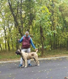 TATA ASTORIA - Cane Corso Italiano METAL POWER KENNEL