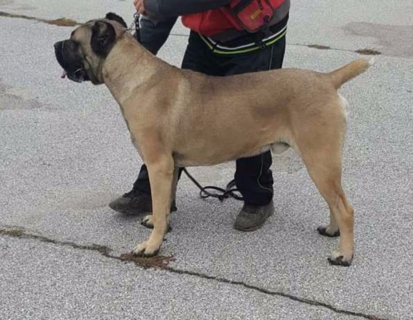 TATA ASTORIA1 - Cane Corso Italiano METAL POWER KENNEL