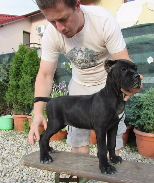3luni - Cane Corso Italiano METAL POWER KENNEL
