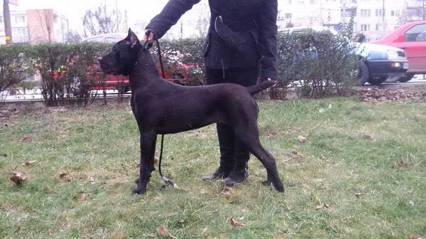 8 luni - Cane Corso Italiano METAL POWER KENNEL