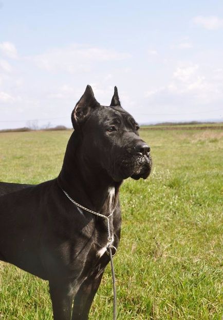 10 luni - Cane Corso Italiano METAL POWER KENNEL