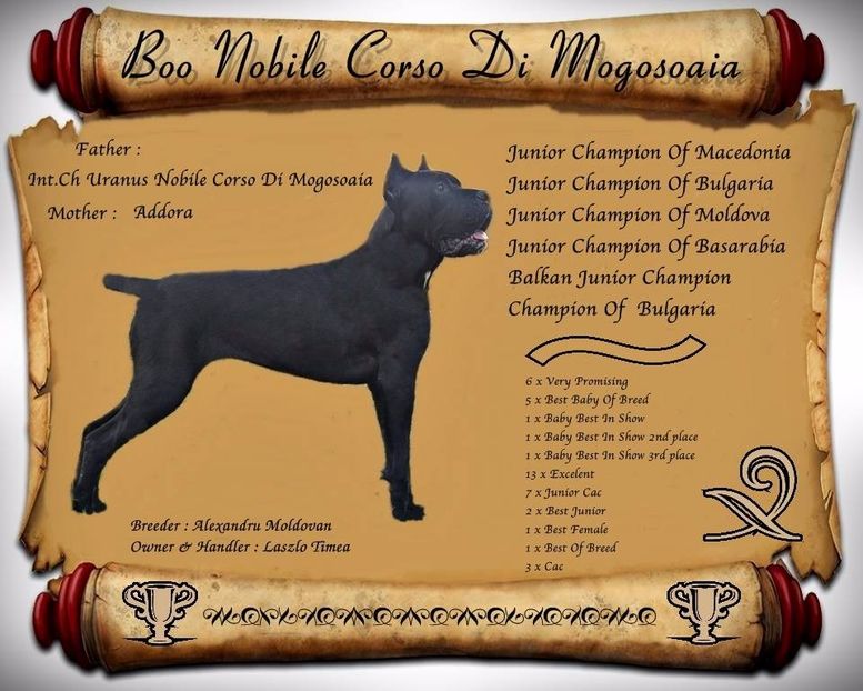  - Cane Corso Italiano METAL POWER KENNEL