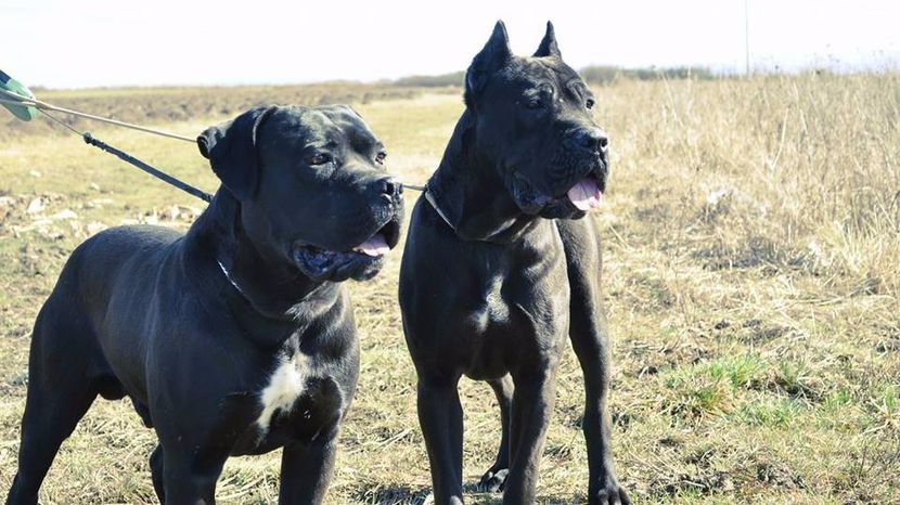  - Cane Corso Italiano METAL POWER KENNEL