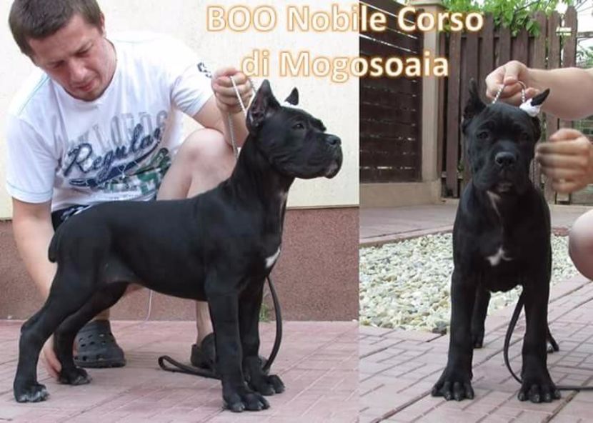 boo la 3 luni - Cane Corso Italiano METAL POWER KENNEL