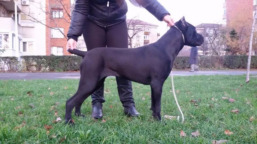 Boo Nobile Corso Di Mogosoaia 7 luni - Cane Corso Italiano METAL POWER KENNEL
