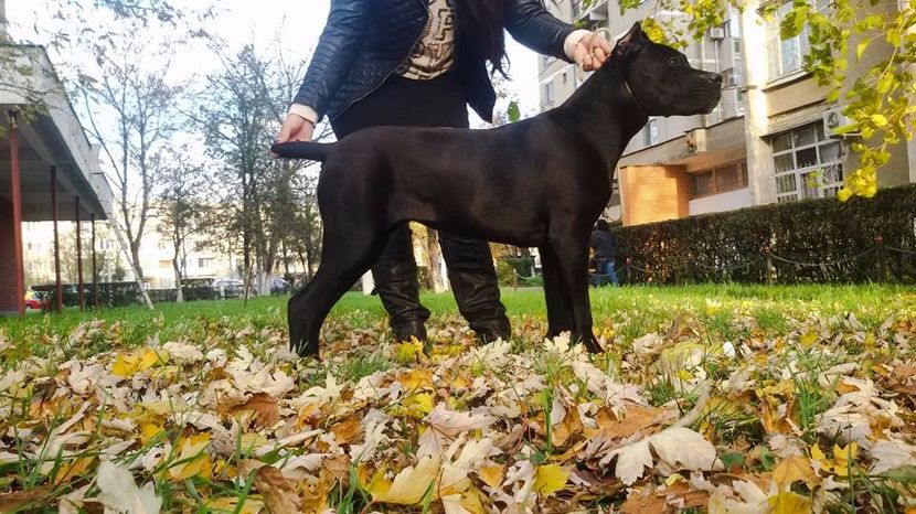 Boo Nobile Corso Di Mogosoaia aka Bubulina( 7 luni si 60 cm) - Cane Corso Italiano METAL POWER KENNEL