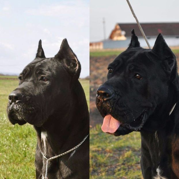 diferentza cap femela CORSO - Cane Corso Italiano METAL POWER KENNEL