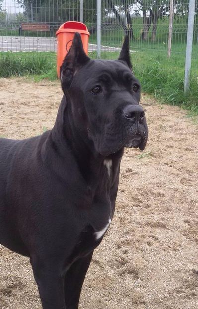 la 6 luni - Cane Corso Italiano METAL POWER KENNEL
