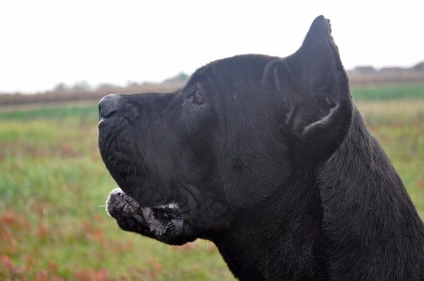 Multi JCH Bg Ch Boo Nobile Corso Di Mogosoaia . - Cane Corso Italiano METAL POWER KENNEL