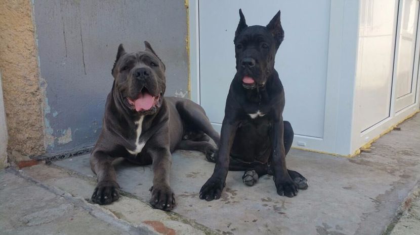My little girl and her father - Cane Corso Italiano METAL POWER KENNEL