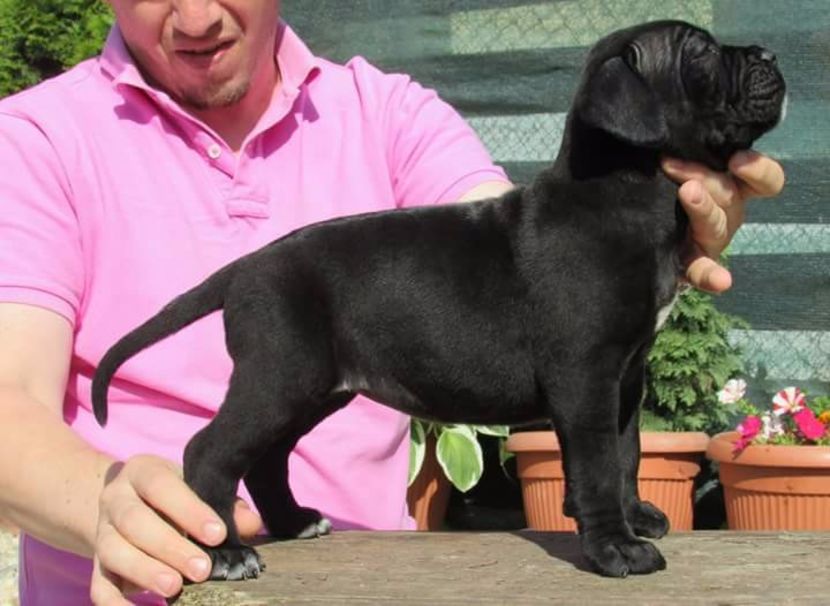 pretty - Cane Corso Italiano METAL POWER KENNEL