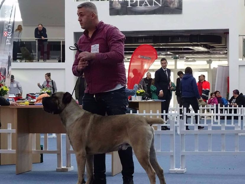  - Cane Corso Italiano METAL POWER KENNEL