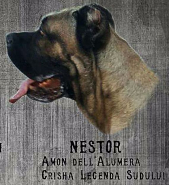  - Cane Corso Italiano METAL POWER KENNEL
