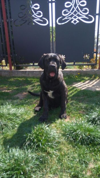 IMG-20170413-WA0006 - Cane Corso Italiano METAL POWER KENNEL