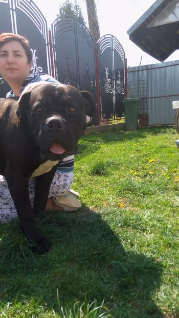 IMG-20170413-WA0018 - Cane Corso Italiano METAL POWER KENNEL