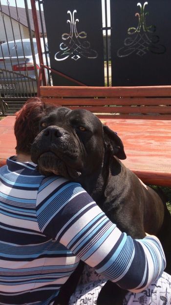 IMG-20170413-WA0023 - Cane Corso Italiano METAL POWER KENNEL