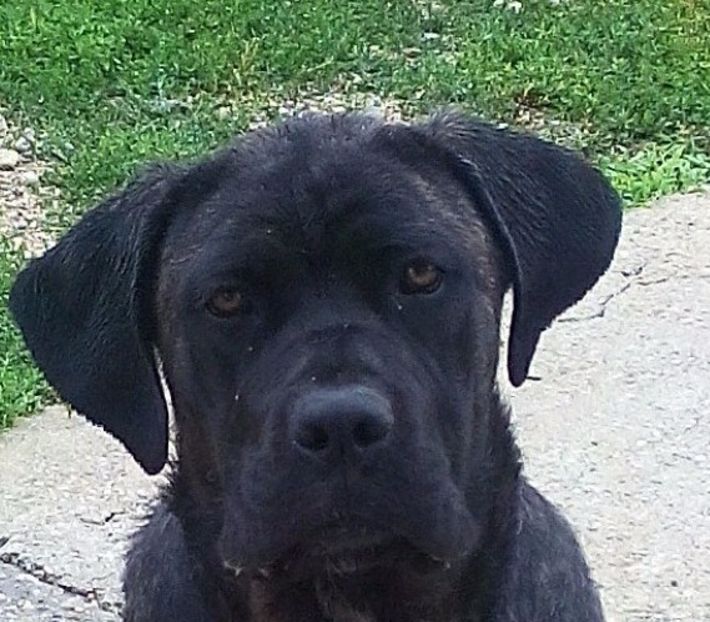  - Cane Corso Italiano METAL POWER KENNEL