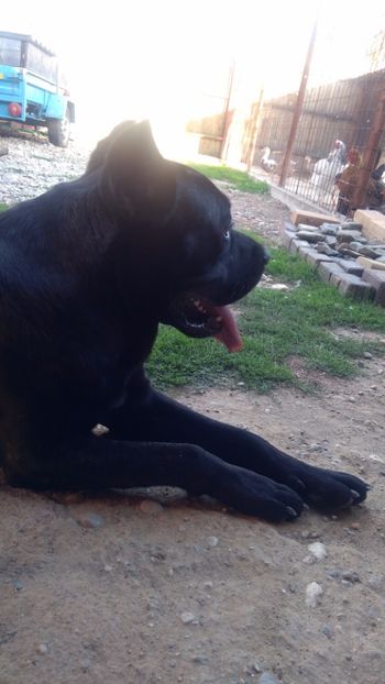  - Cane Corso Italiano METAL POWER KENNEL