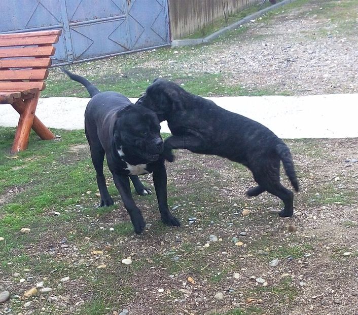  - Cane Corso Italiano METAL POWER KENNEL
