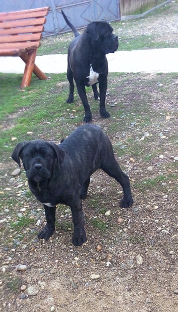  - Cane Corso Italiano METAL POWER KENNEL