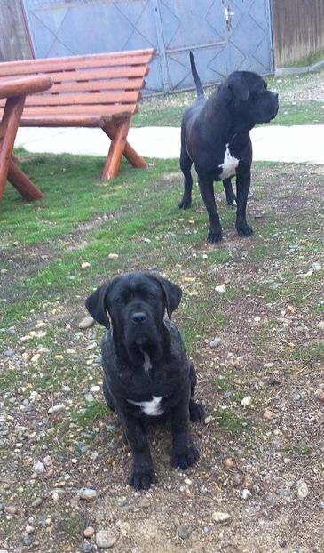  - Cane Corso Italiano METAL POWER KENNEL