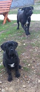  - Cane Corso Italiano METAL POWER KENNEL
