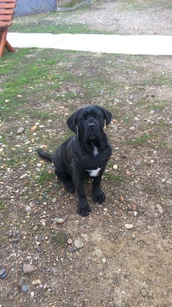  - Cane Corso Italiano METAL POWER KENNEL
