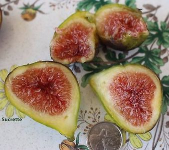 Sucrette - 6 Sucrette