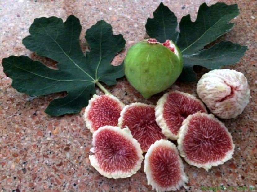 White Adriatic - 4 White Adriatic