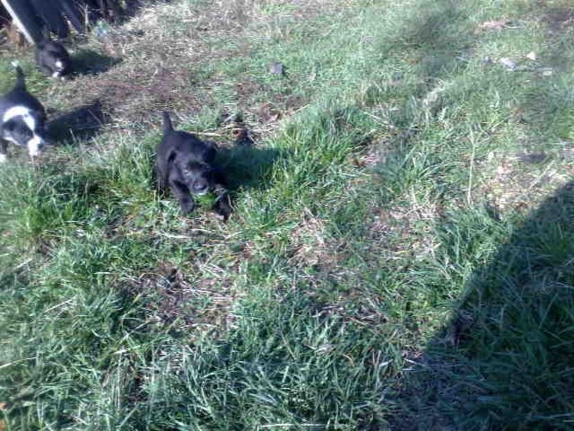  - Caini de sobolani-dihori-paza