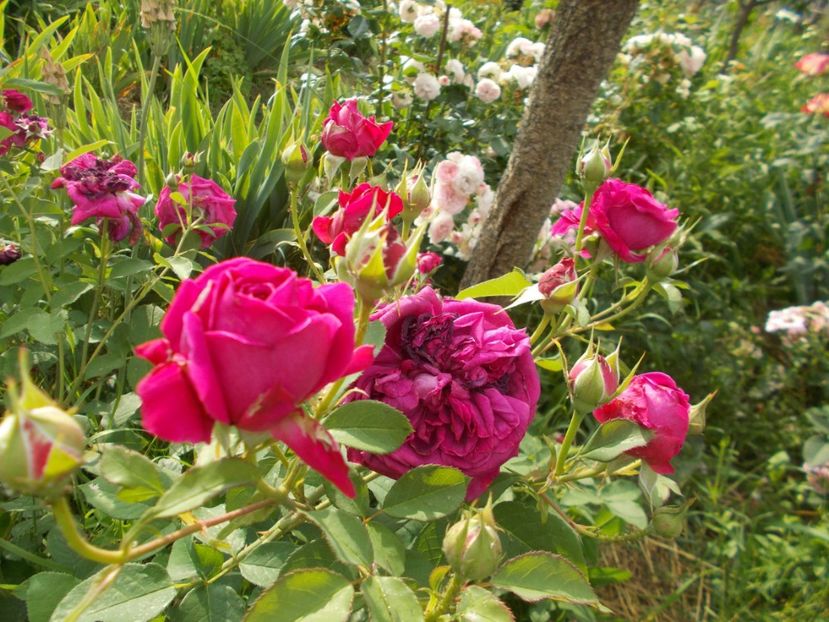  - William Shakespeare 2000