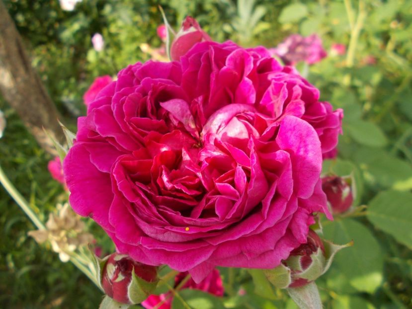  - William Shakespeare 2000