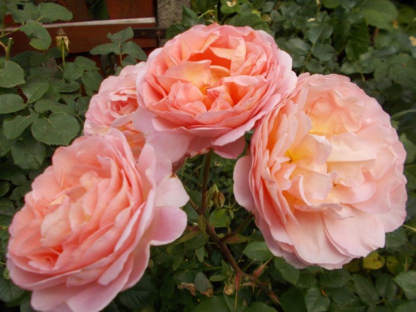  - Abraham Darby